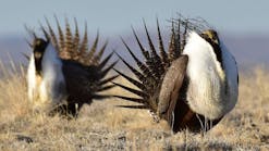 Greater Sagegrouse, Wyoming